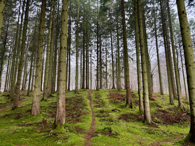 En sti der fører ind i skoven