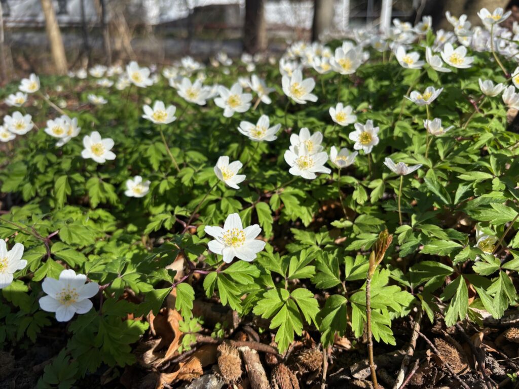 Anemoner i skovbunden